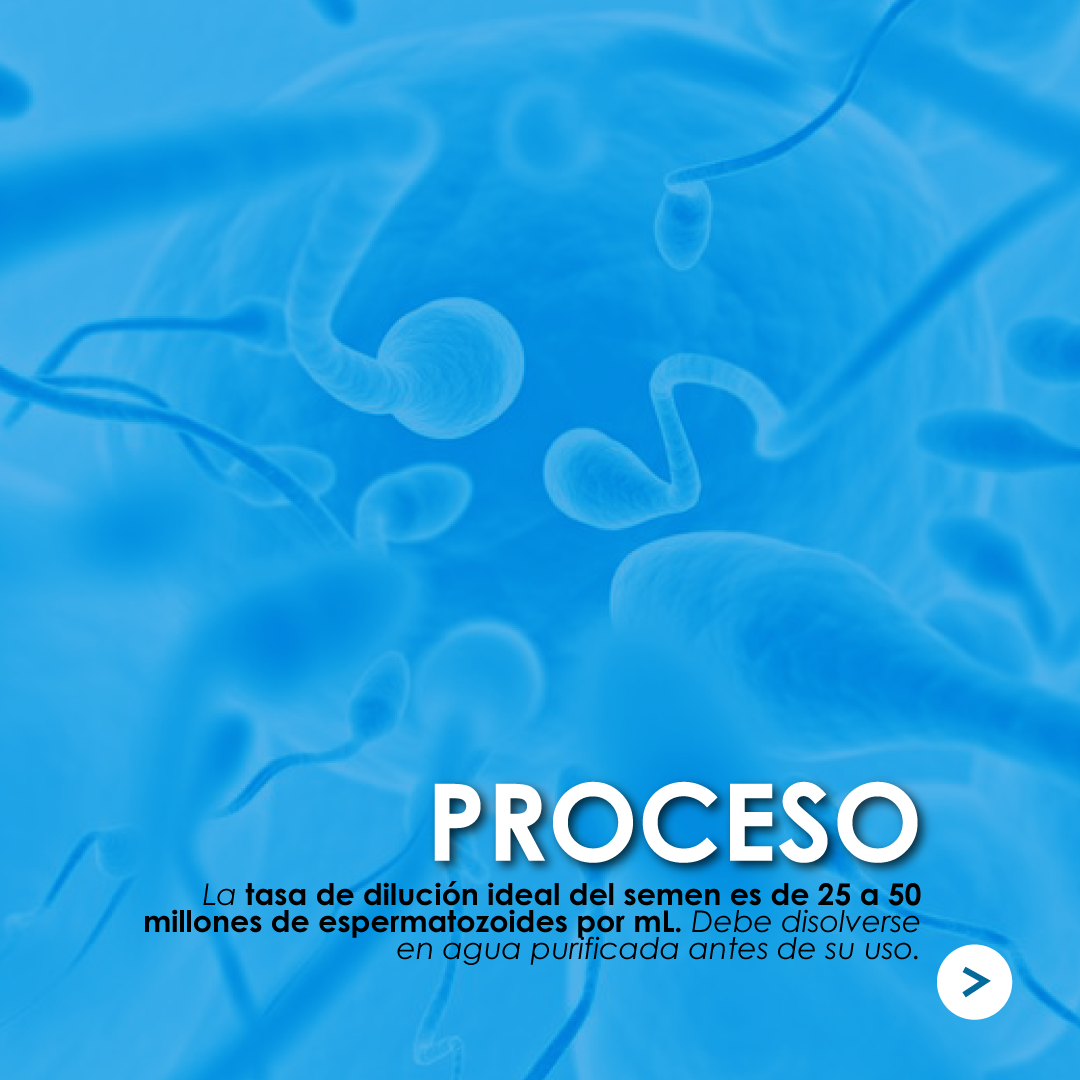 BOTUSEMEN-4